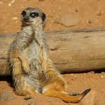 Yorkshire Wildlife Park, Doncaster, South Yorkshire, England, UK