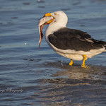Pacific Gull (larus pacificus ) feeding on a fisherman's fish scraps