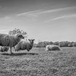 Sheep on the Dyke