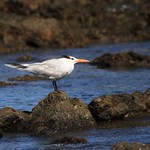 Royal Tern- Sterne royale Serie 2 / 2 ( Diane )