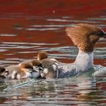 Common Merganser family outing