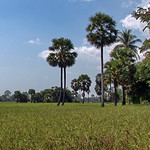 Cambodia - Temples Of Angkor - Rice Field - 333