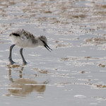Pied avocet chick