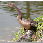 Anhinga (Female)