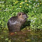 Nutria IMG_8406