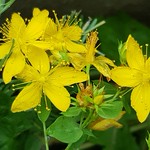 St. John's wort