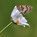 Melitaea cinxia - M&eacute;lit&eacute;e du plantain dans le vent - Glanville fritillary in the wind