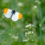Beautiful Orange Tip 😊