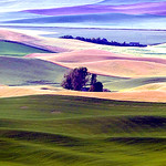 The rolling hills of the Palouse.