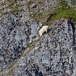 Mountain Goat (Oreamnos americanus): Onward and Upward