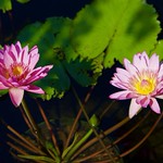 Pair of Beauties posing!