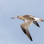 Bar-tailed Godwit on the wing
