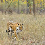 India, Bengal tiger