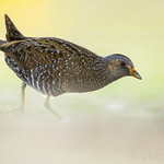 Spotted Crake