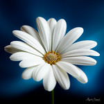 White flower