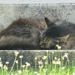 "Dream a Little Dream of Me"