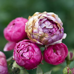 Beautifully growing older