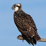 Juvenile Osprey