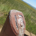 Little Bighorn grasshopper