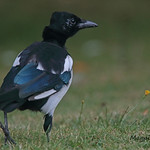 MAGPIE (jUV) // PICA PICA. (45-50cm)