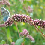 Common Blue Polyommatus icarus on Redshank
