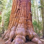Sequoia National Park Ca