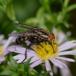 Flesh Fly --- Sarcophaga sp