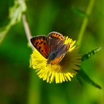 Small Copper Butterfly On Fleabane