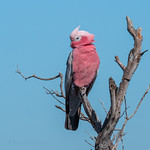 Galah (Eolophus roseicapilla)
