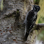 American Three-toed Woopecker (Picoides dorsalis) - Manning Park