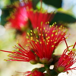 Callistemon