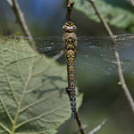 Migrant-Hawker-female