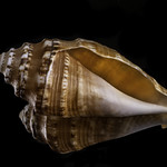 Back Lit Spiral Sea Shell