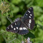 Limenitis reducta