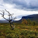 Now the time for Autumn colors begins in Sweden Lapland.