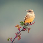 Say's Phoebe