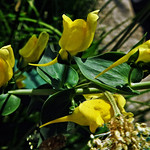 The beauty unknown !!