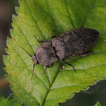Agrypnus murinus
