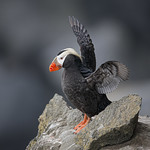 Tufted puffin on ledge copy