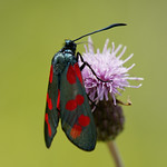Six spotted burnet