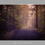 Foggy morning in the sugarbush