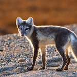 Back lit Arctic Fox