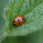 Nestled Ladybird