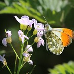 Orange Tip