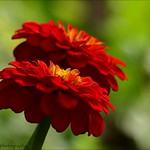 We in the United States operate like a hastily organized football team of individual stars, with each player thinking of next year's contract; and we have an elected quarterback....