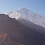 Black eagle in front of the Dhaulagiri Himal, Dolpo, Nepal