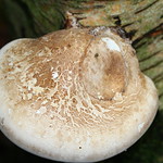 Birch polypore(Fomitopsis betulina)