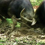 Indonesia - Sulawesi - Tana Toraja - Funeral Ceremony - 467