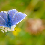 Common Blue Butterfly 21-July-19 G 002