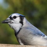 Blue Jay, up close